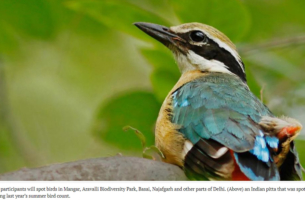 Delhi summer bird count on Saturday to study habitat, breeding and species diversity