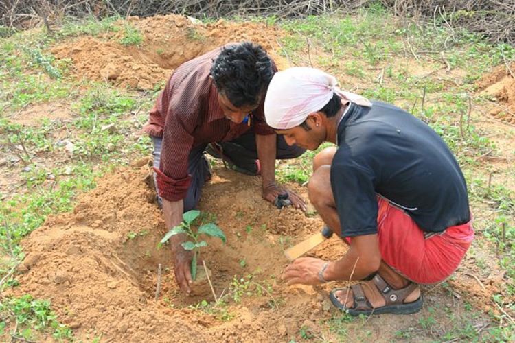 2012-7 planting at the Aravali BDP