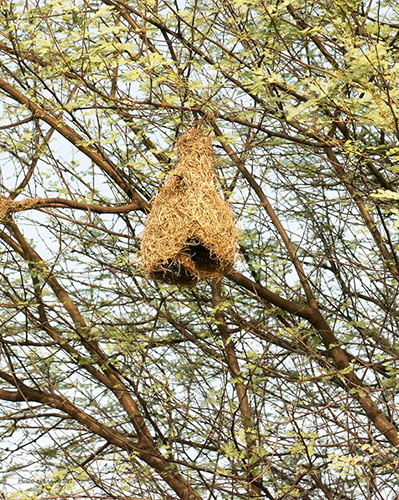 2015-5-22 iamgurgaon Nature Walks. Weaver Nest, Photo Anil Advani